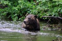 Brown Bear in River
