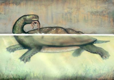 <I>Carbonemys</I>, Giant Side-Necked Turtle