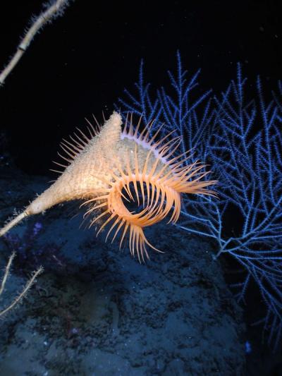 Venus Fly-trap Animal, Gulf of Mexico