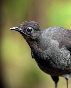 Female lyrebird