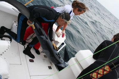 Dr. Mahmood Shivji, Stony Brook University