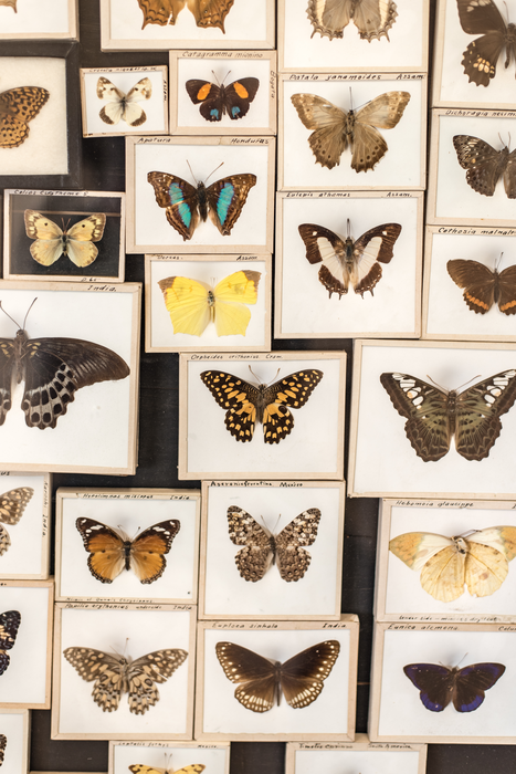 Museum Collections Predict Species Abundance in The Wild