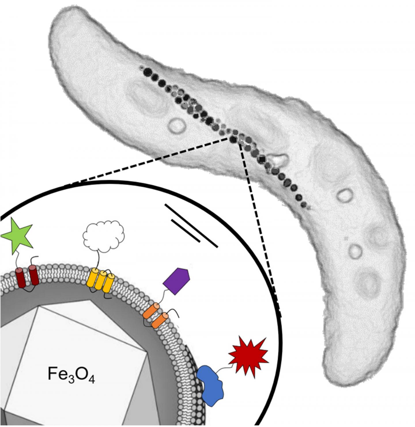 A Genetic Toolkit