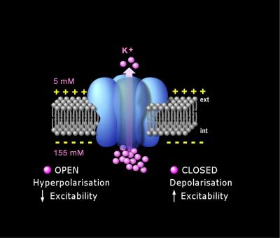 TREK Potassium Channel