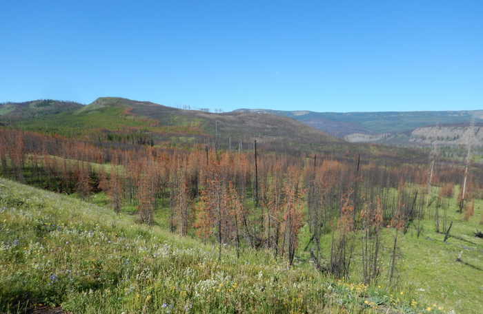 Burned forest of Greater Yellowstone