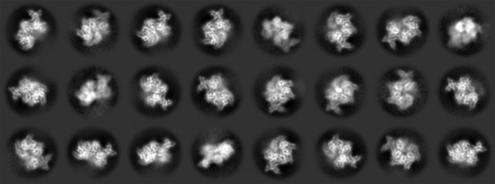 An Array of Human Origin of Replication Complexes