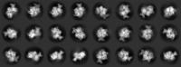 An Array of Human Origin of Replication Complexes