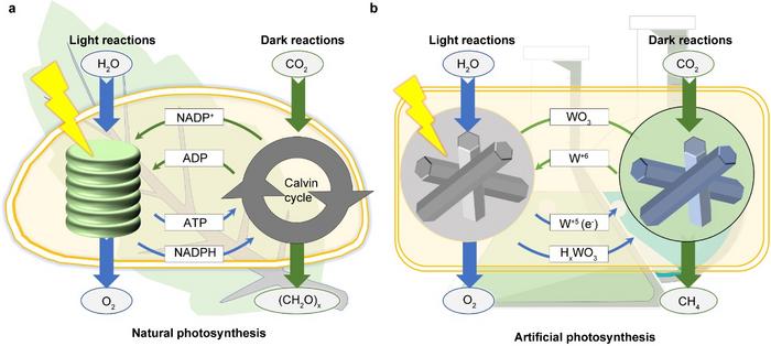 Schematic illustration of the decoupled light and dark reactions in the process of solar-driven CO2 reduction.