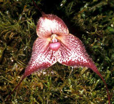 Dracula Orchid