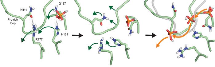 Backdoor opening in actin.