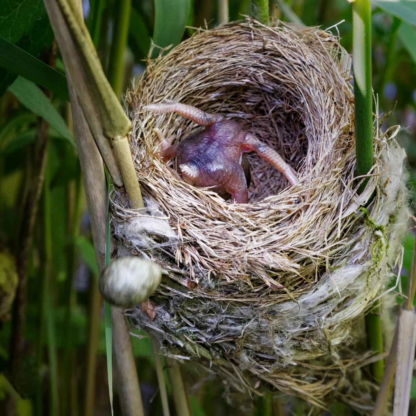 Cuckoo Chick Ejecting a Reed Warbler Egg from a Warbler Nest