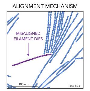 Mechanism of FtsZ self-organization