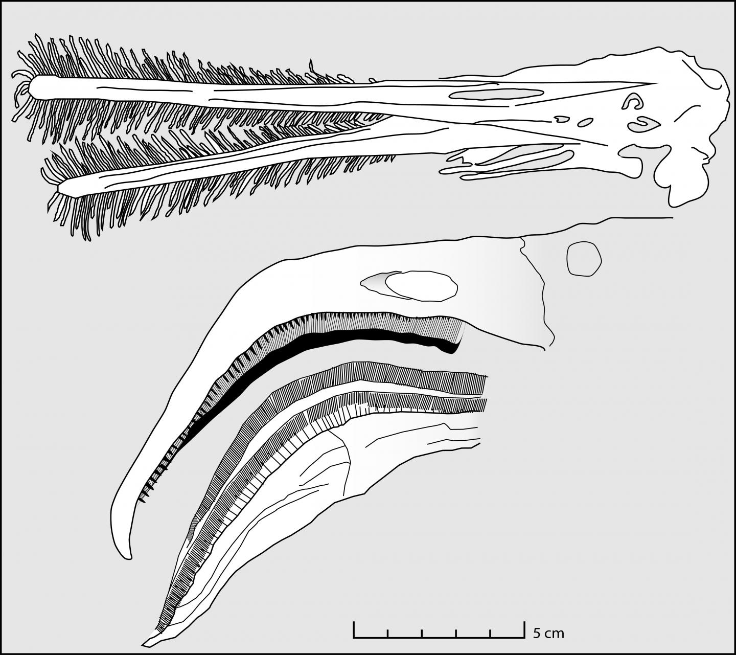 Ctenochasma and Chileanflamingo