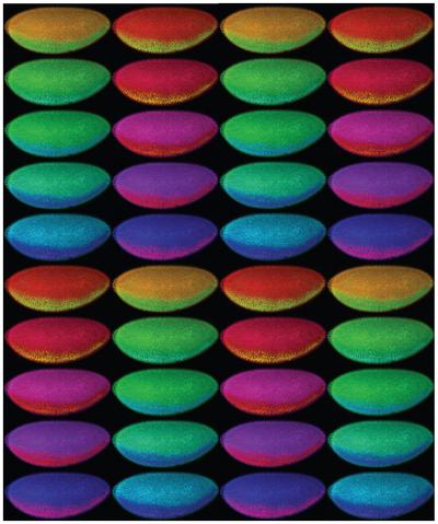 <I>Drosophila</I> Embryos