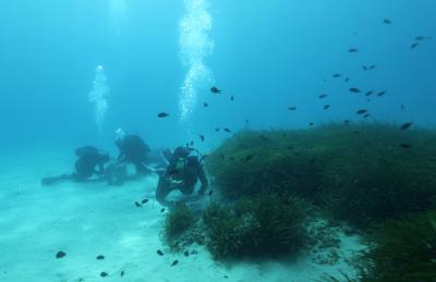 Habitat of <I>Olavius algarvensis</I>