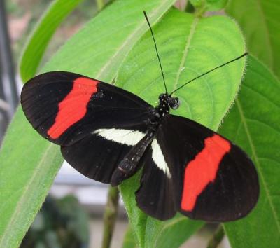 Red Postman Butterfly