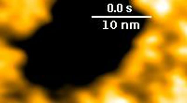 High speed Atomic Force Microscope movie of the first steps of viral self-assembly