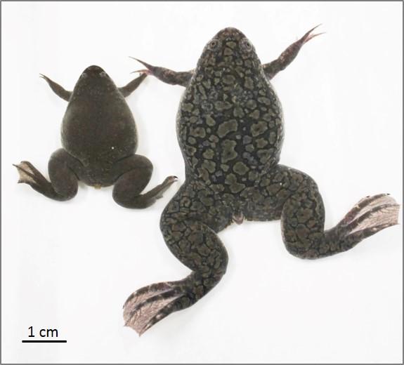 Figure 1: African Clawed Frog (right) and Western Clawed Frog