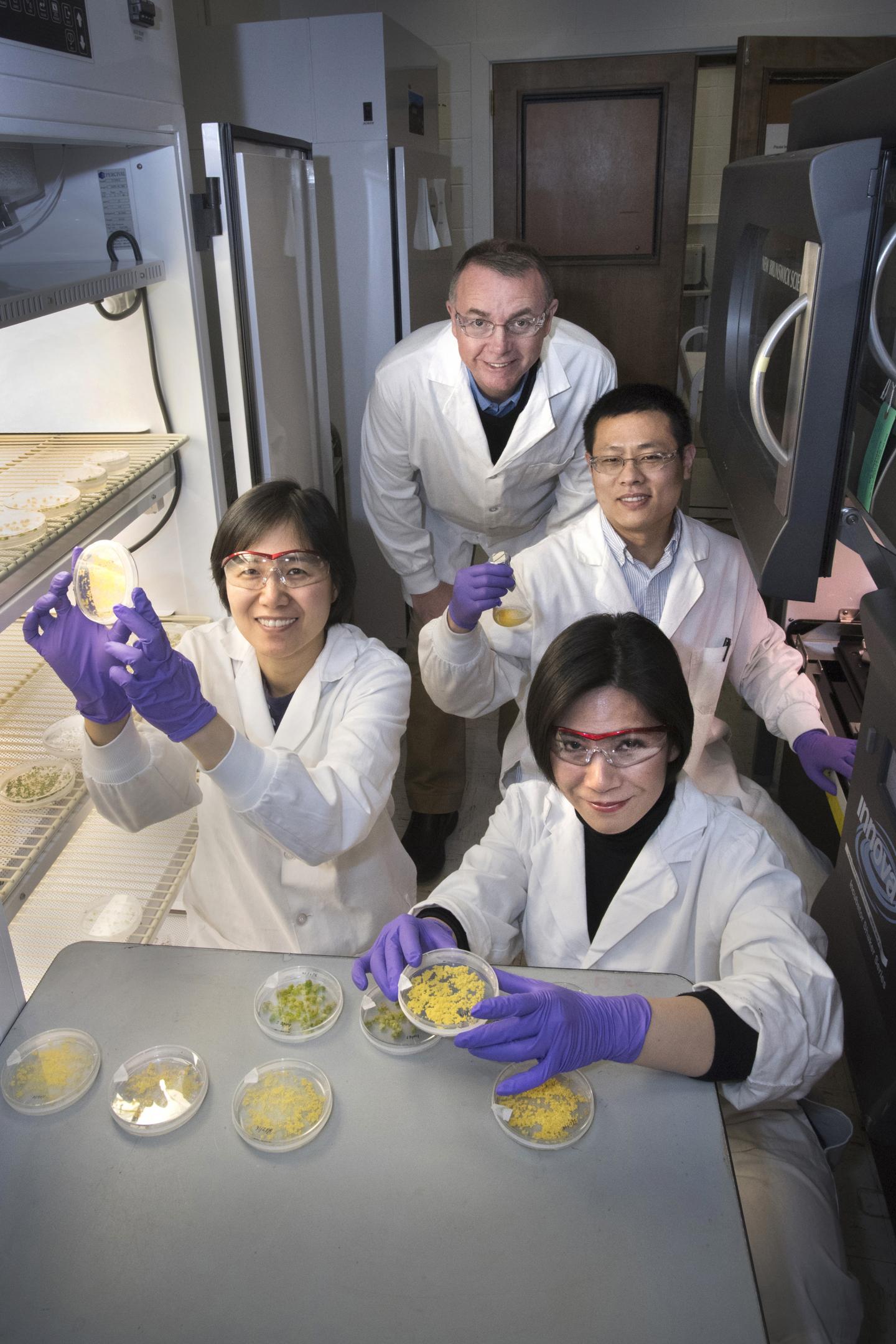 Research Team Investigating Ways to Increase Plant Oil Production