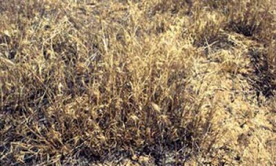 Cheatgrass