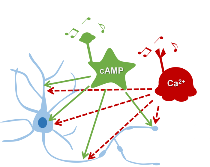 Cross-regulation between cAMP/Ca2+ is a fundamental phenomenon in neurons