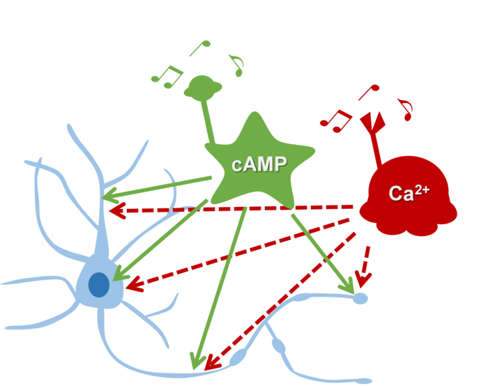 Cross-regulation between cAMp/Ca2+ is a fundamental phenomenon in neurons