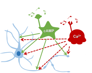 Cross-regulation between cAMP/Ca2+ is a fundamental phenomenon in neurons