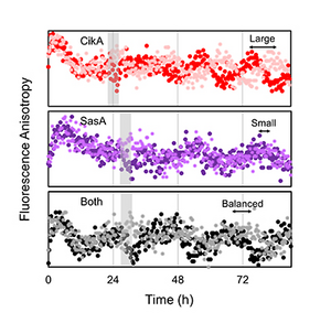 Circadian Clock in Cyanobacteria