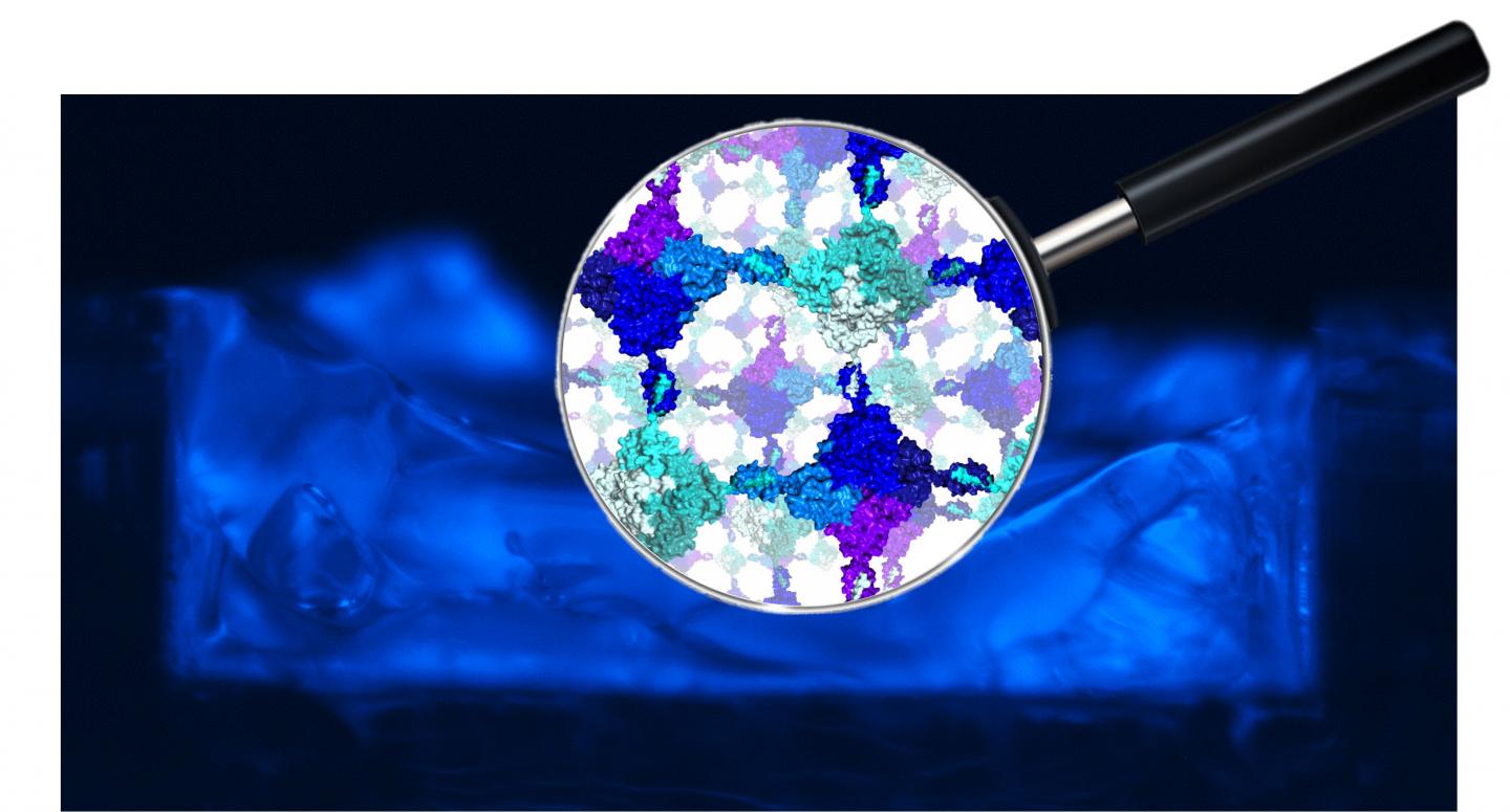 Biocatalyst: Two Different Proteins Self-assemble in a Hydrogel, Similar to a Two-component Adhesive