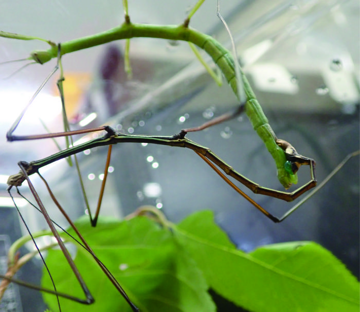 Mating of the stick insect, Ramulus mikado