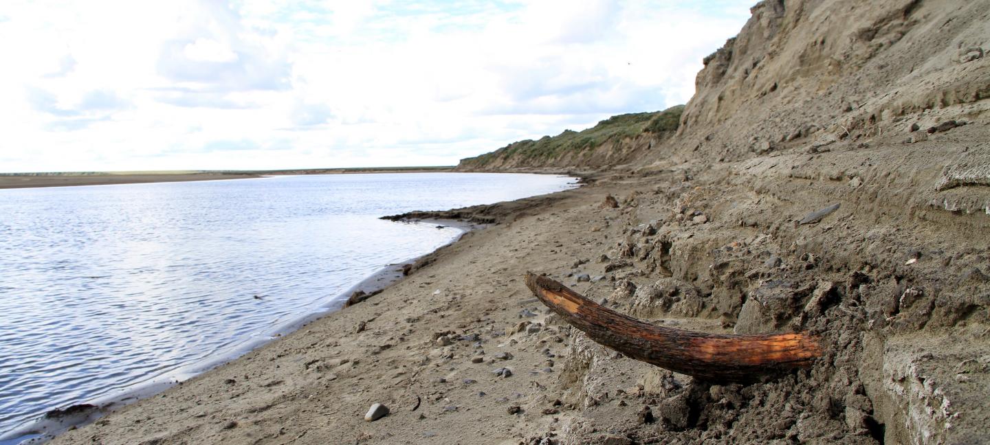 Mammoth Tusk in Siberia