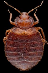 Common bedbug