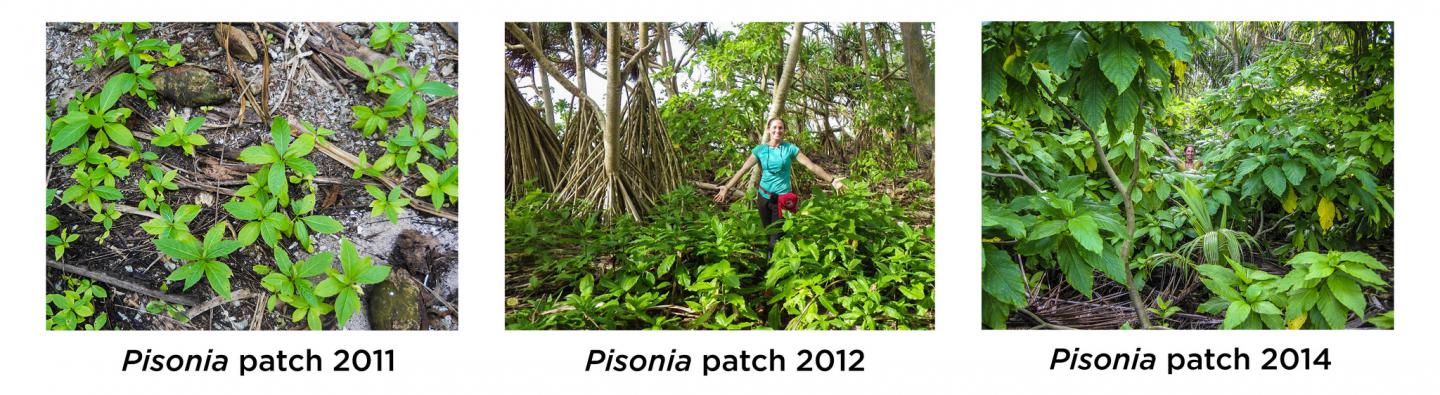 Native <i>Pisonia</i> now Thrive on Palmyra Atoll