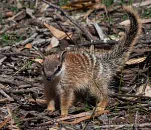 baby numbat