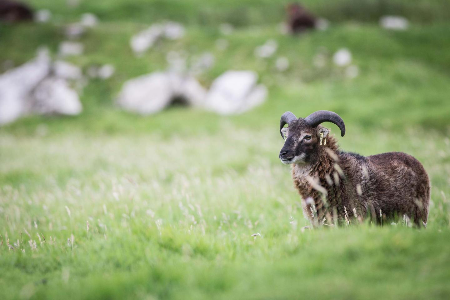 A Soay sheep