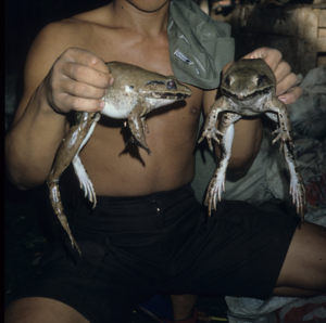 Frogs from a large-scale collector in North Sumatra