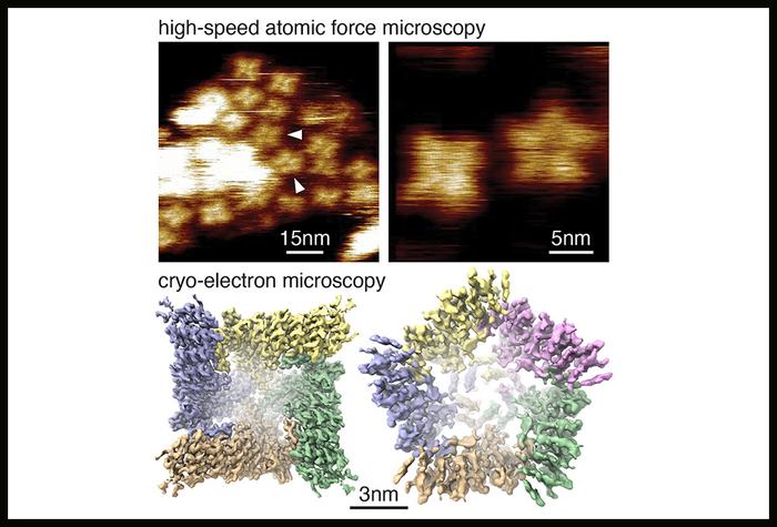 Study Finds How Some Ion Channels Form Structures Permitting Drug Delivery