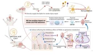 The mechanism of treatment option for alleviating stroke and its associated poststroke depressive (PSD)-like behaviors in brain, blood, and gut microbiology through direct and indirect processes by NA