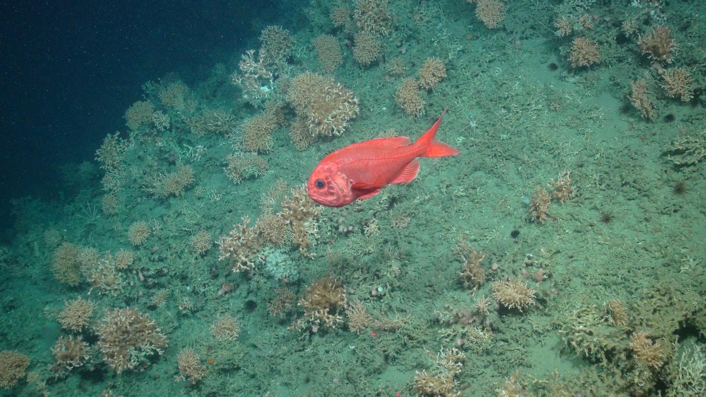 An Orange Roughy