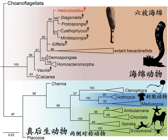 Phylogenetic position of Helicolocellus. Helicolocellus is resolved as a stem-group hexactinellid along with other fossil sponges