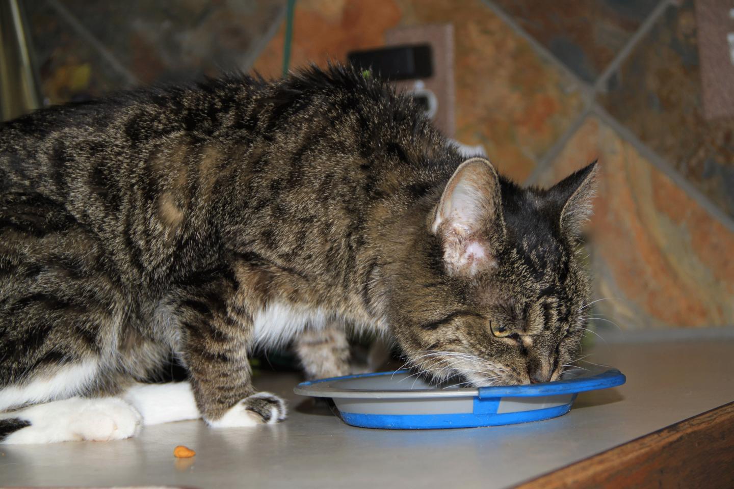 Kidney failure hotsell in cats diet