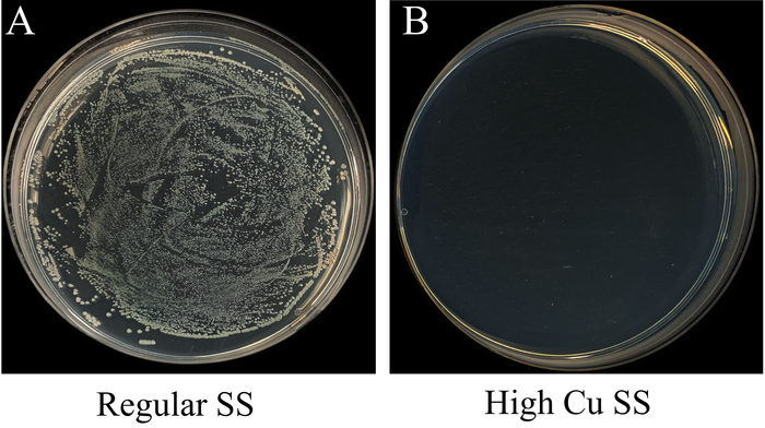 Figure 3. Photos of typical bacterial colonies on A) regular SS and B) the high Cu SS (20 wt%)