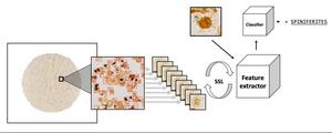 Microfossils are detected and used for training an AI model