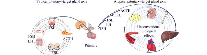 Atypical pituitary hormone–target tissue axis