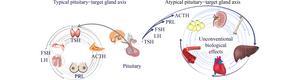 Atypical pituitary hormone–target tissue axis