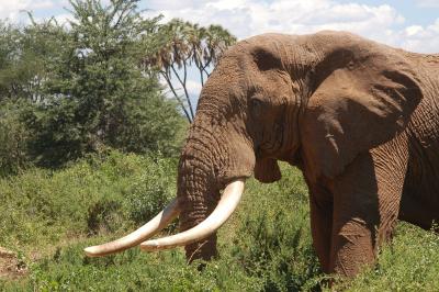 African Elephant with Large Tusks