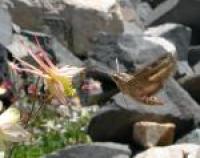 Hawkmoth Pollinator Visiting an <i>Aquilegia</i> flower