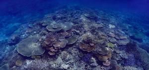 A healthy reef dominated by Acropora corals in Palau, western Pacific Ocean. Photo Credit: Liam Lachs