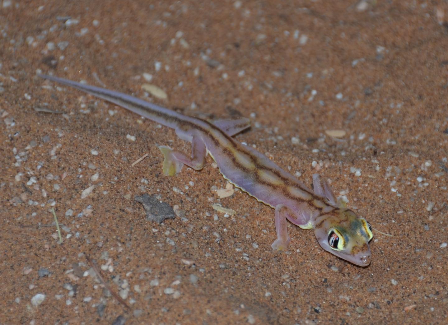 Web-Footed Gecko