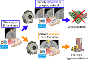 Schematic representation of the targeted silencing experiment.